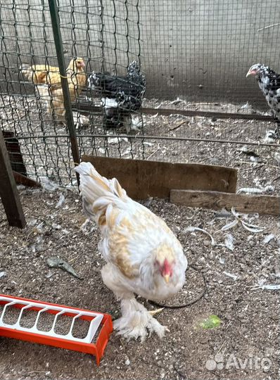 Петухи брама