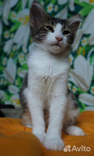 Котенок в добрые руки