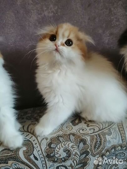Шотландские котята