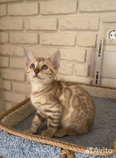 Бенгальские котята VIP