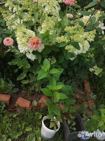 Гортензия метельчатая сандей фрайз