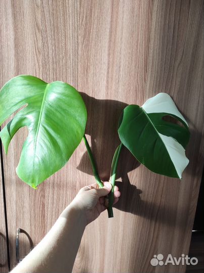 Монстера вариегатная Альба