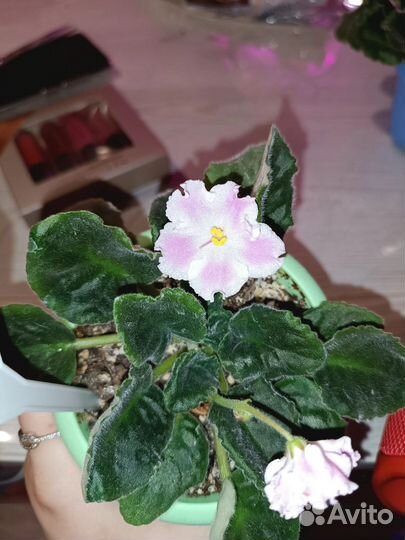 Сортовые фиалки