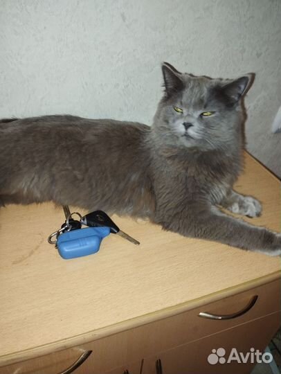 Брутальный кот