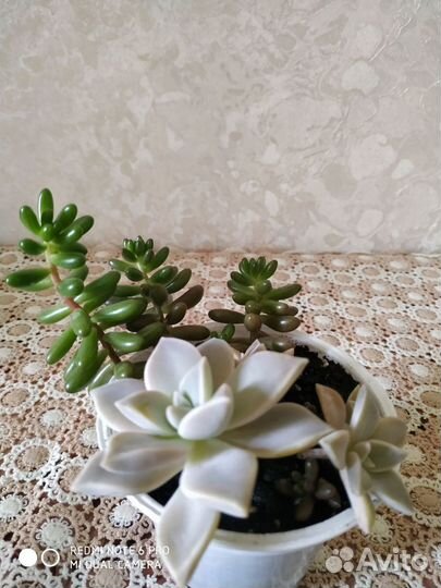 Продам суккуленты