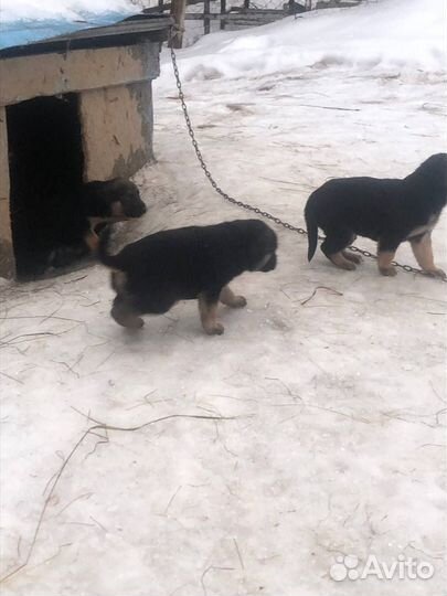 Бильгийская овчарка щенки в добрые руки