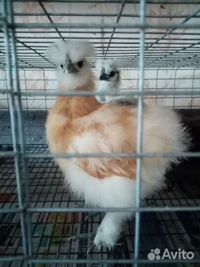 Цыплята, Руанские утята