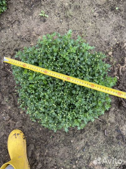 Хризантемы мультифлора