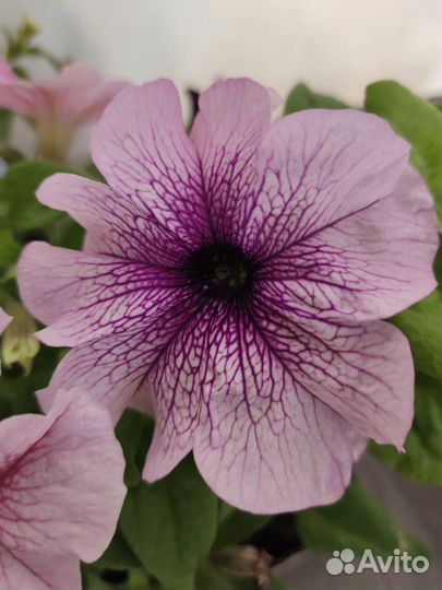 Вегетативная петуния