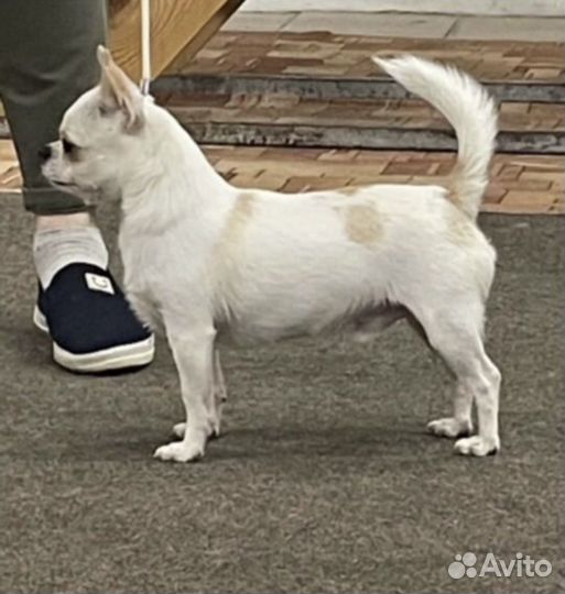 Щенки чихуахуа