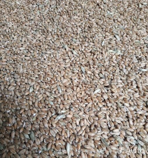 Кормовой ячмень, Пшеница яровая на корм/посев