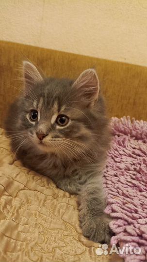 Котята две девочки