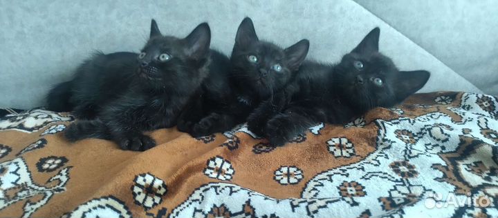 Котята