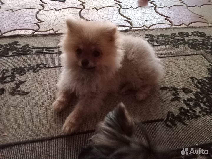 Померанский шпиц мини