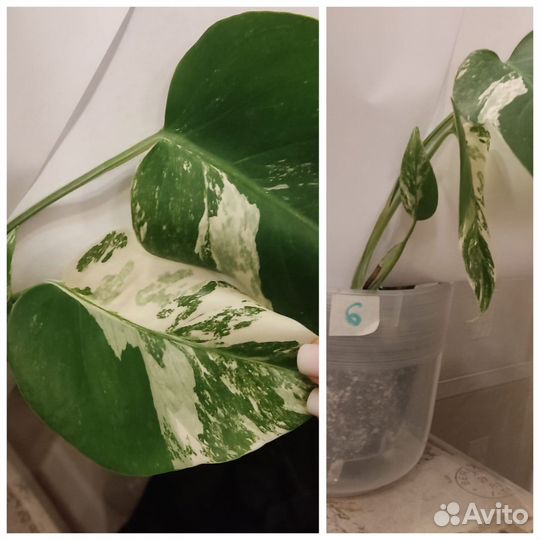 Монстера вариегатная