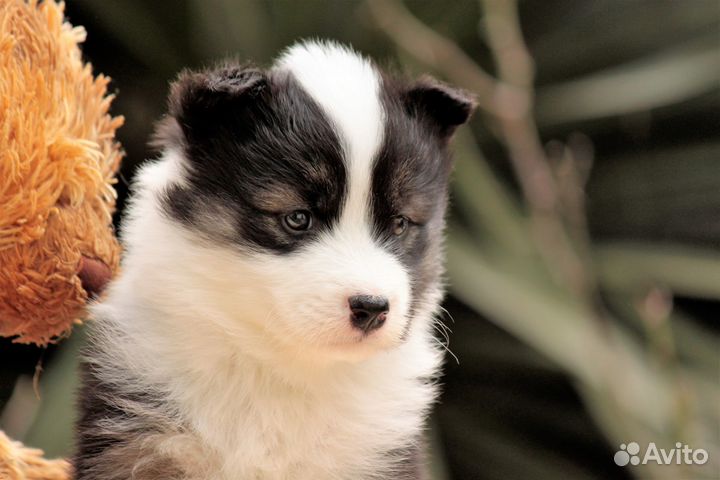 Щенки якутской лайки