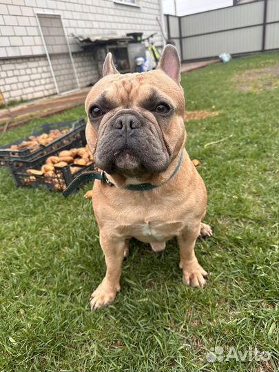 Шенки французского бульдога