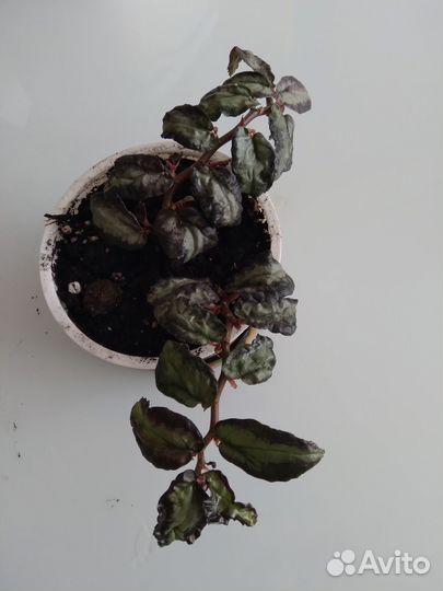 Цветы домашние