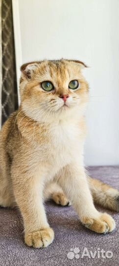 Шотландский котенок-девочка