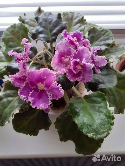 Сортовые фиалки