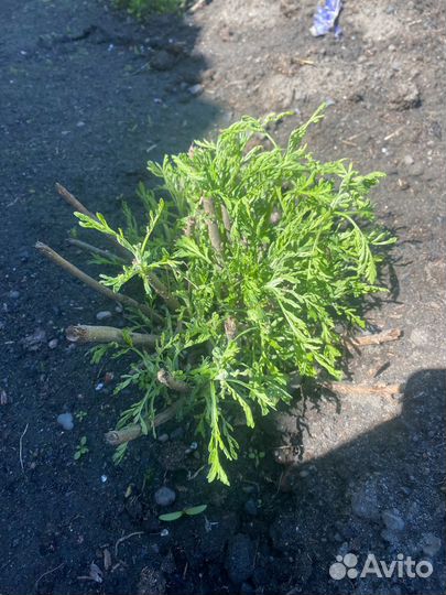 Божье дерево