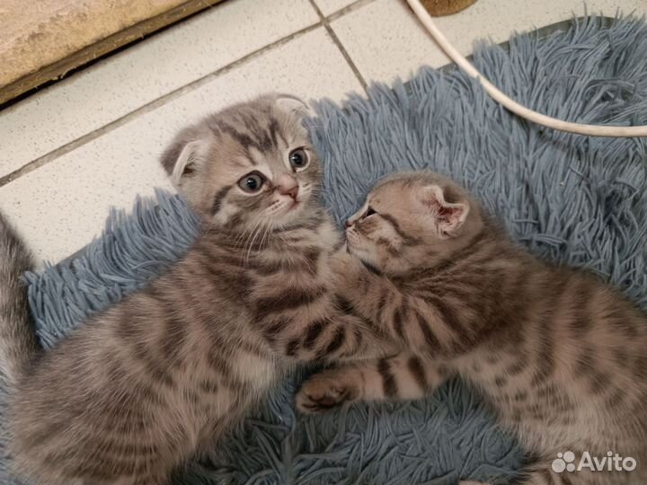 Шотландская