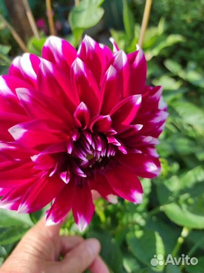 Георгины клубни