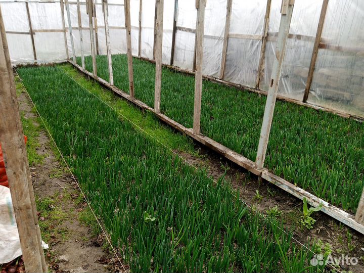 Лук зеленый