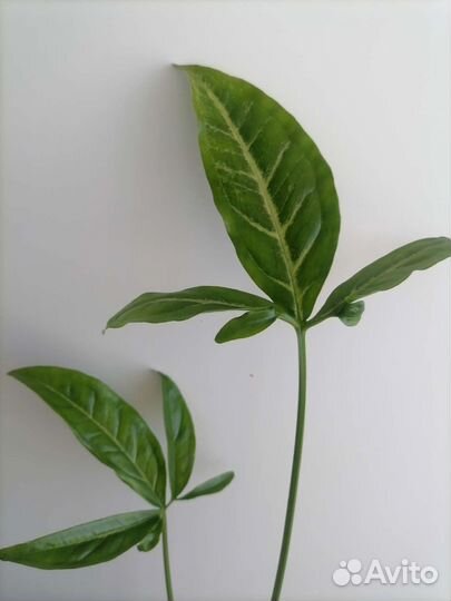 Сингониум пинк блек