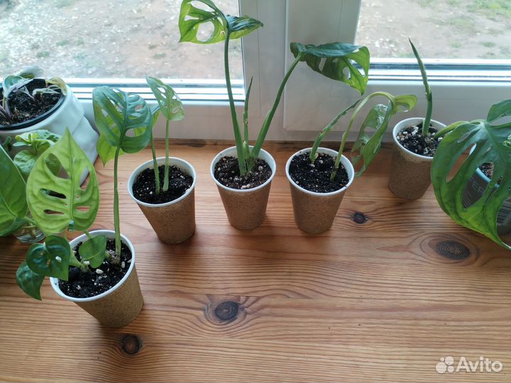 Монстера манки маск