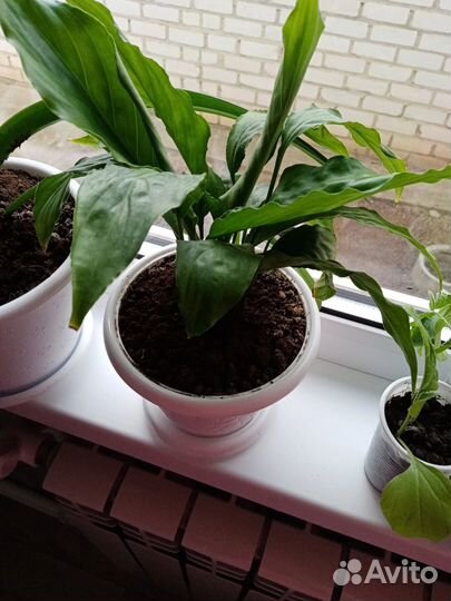 Комнатные цветы женское счастье