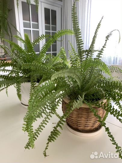 Папоротник нефролепис