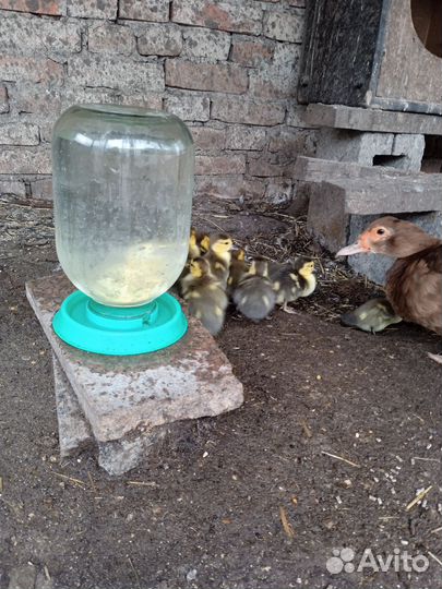 Мускусные утята