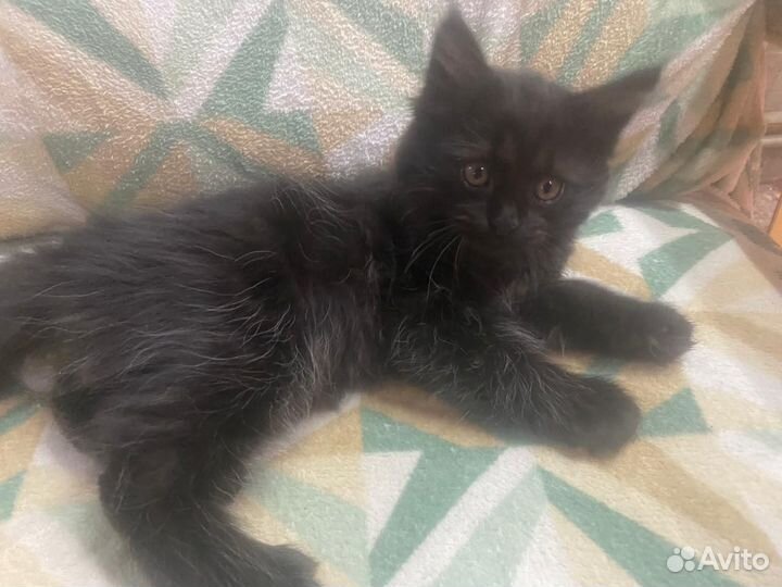 Котенок девочка 2 месяца