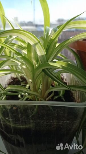 Продажа комнатных цветов