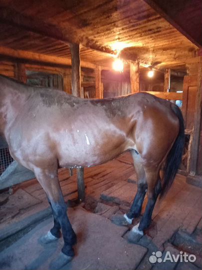 Лошадь, Кобыла