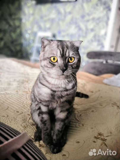 Шотландский вислоухий кот для вязки