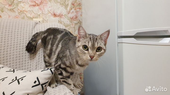 Кошка в дар