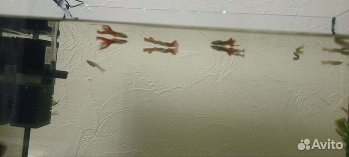 Аквариумные рыбки