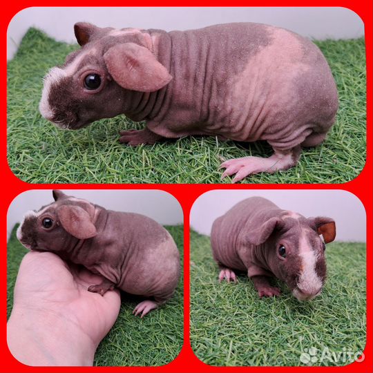 Морская свинка скинни