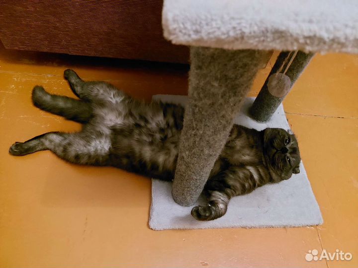 Скоттиш-фолд кот для вязка