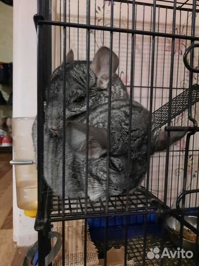 Шиншилла с клеткой