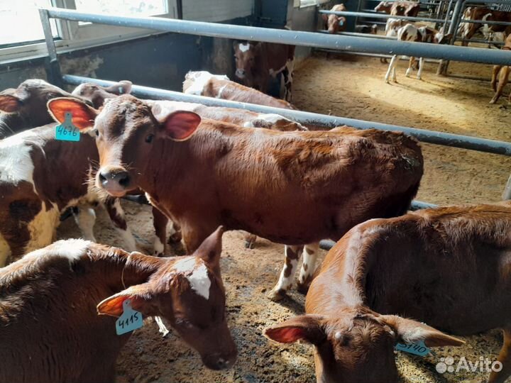 Бычки на откорм