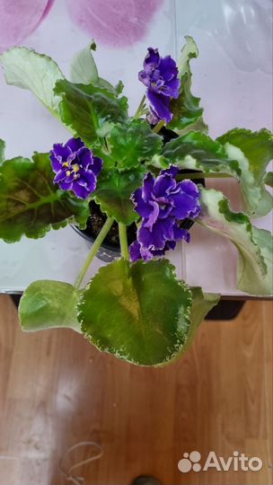 Комнатные цветы