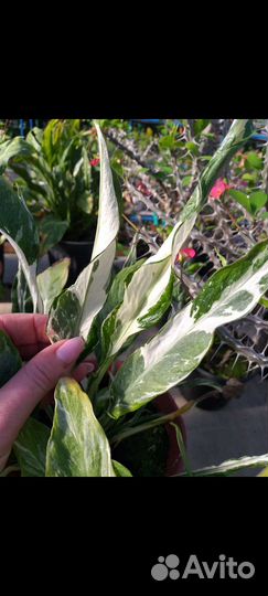 Спатифиллум гибрид
