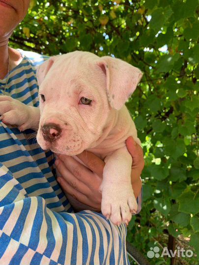 Американский булли покет щенки