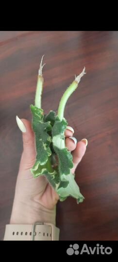 Укорененные листики фиалки