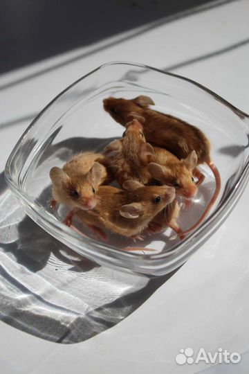 Декоративные мышки