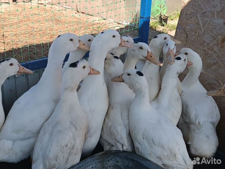 Утки Мулард