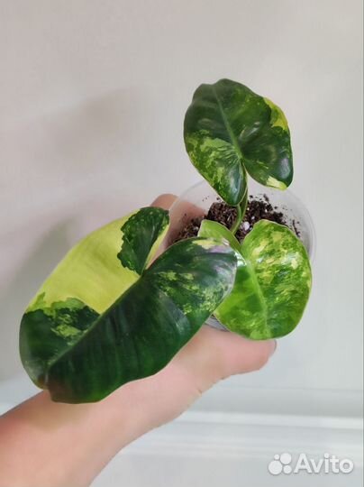 Филодендрон Burle Marx variegata